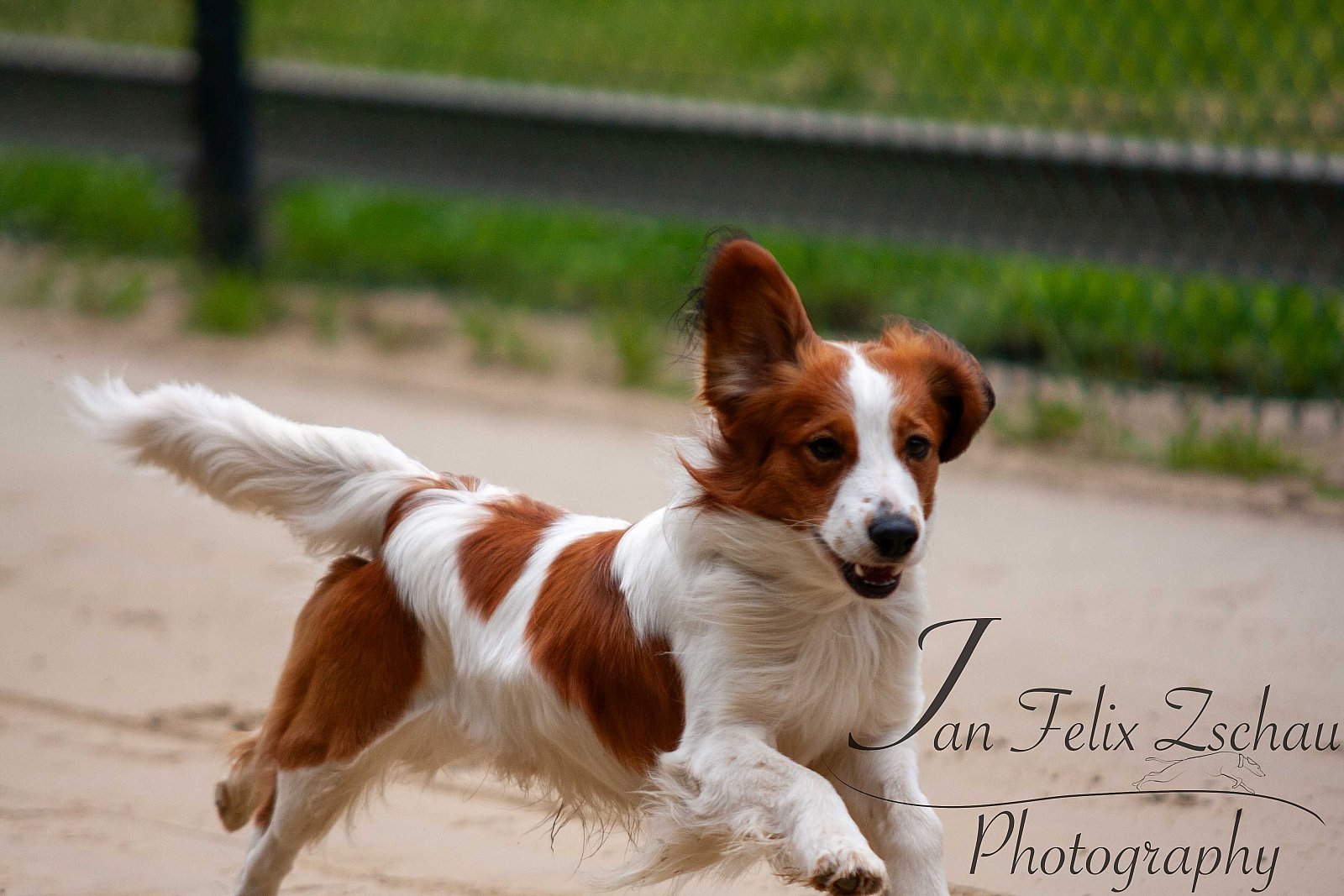 TOP Wetter und tolle Stimmung beim Jederhundrennen am 30.05.2024